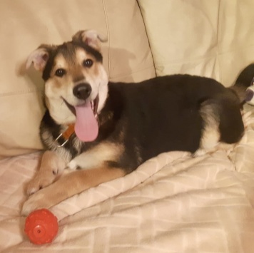 Собаки в добрые руки - Бруно - 1