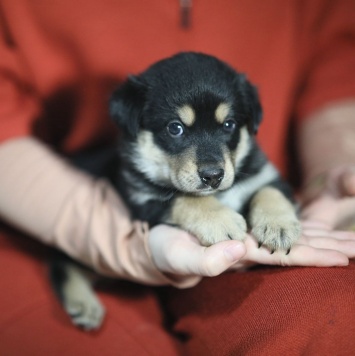 Собаки в добрые руки - Джексон