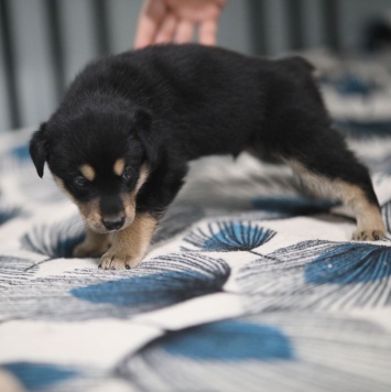 Собаки в добрые руки - Джексон - 2