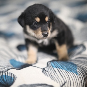 Собаки в добрые руки - Джексон - 3