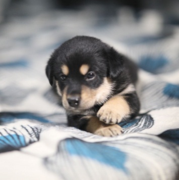 Собаки в добрые руки - Джексон - 4