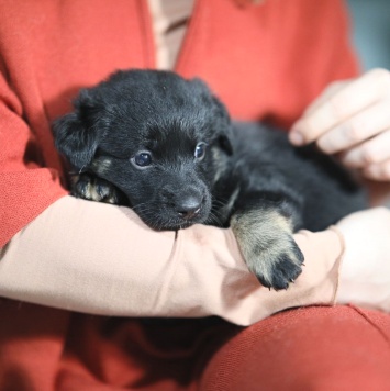 Собаки в добрые руки - Нора