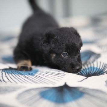 Собаки в добрые руки - Нора - 2