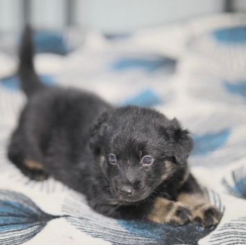 Собаки в добрые руки - Нора - 3