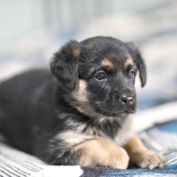 Собаки в добрые руки - Рури