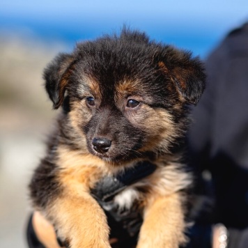 щенки - Собаки в добрые руки