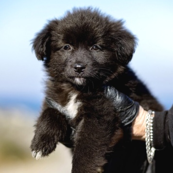 Собаки в добрые руки - щенки - 1