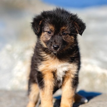 Собаки в добрые руки - щенки - 2