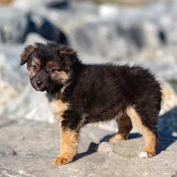 Собаки в добрые руки - щенки - 3