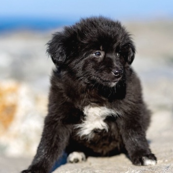 Собаки в добрые руки - щенки - 4