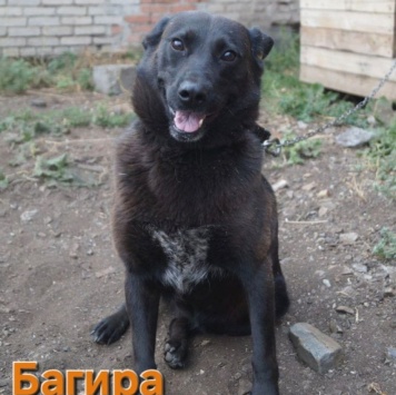 Собаки в добрые руки - Багира