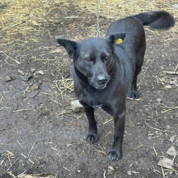 Собаки в добрые руки - Багира - 1