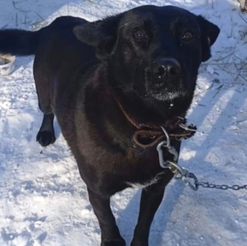 Собаки в добрые руки - Багира - 3