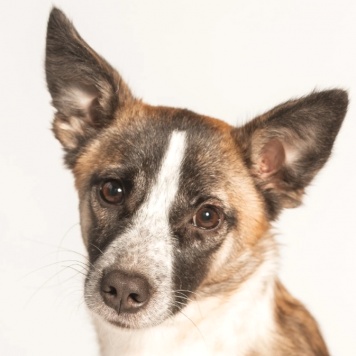 Собаки в добрые руки - Салли