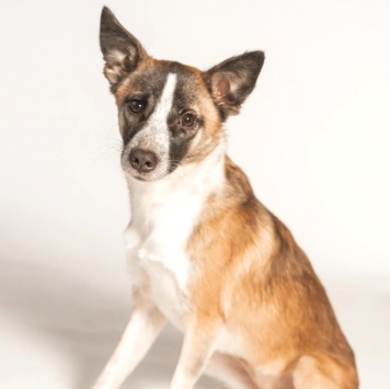 Собаки в добрые руки - Салли - 1