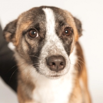 Собаки в добрые руки - Салли - 2