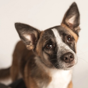 Собаки в добрые руки - Салли - 3