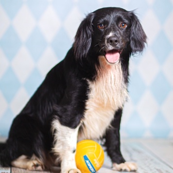 Таис - Собаки в добрые руки