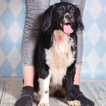 Собаки в добрые руки - Таис - 1