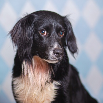 Собаки в добрые руки - Таис - 2