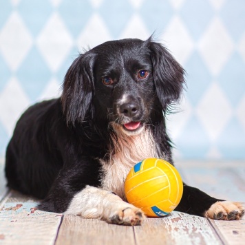 Собаки в добрые руки - Таис - 3