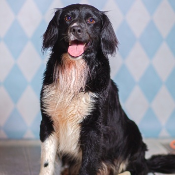 Собаки в добрые руки - Таис - 4