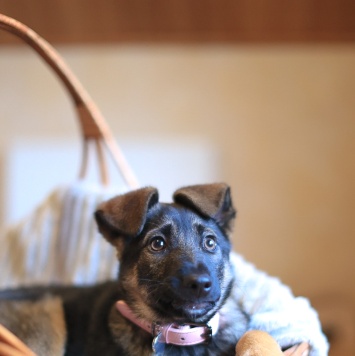 Собаки в добрые руки - Николь