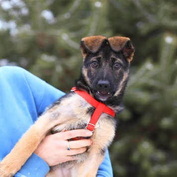 Собаки в добрые руки - Николь - 1