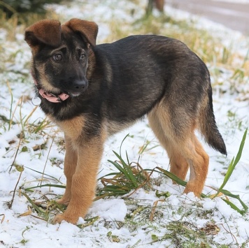 Собаки в добрые руки - Николь - 2