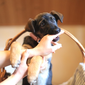 Собаки в добрые руки - Николь - 3