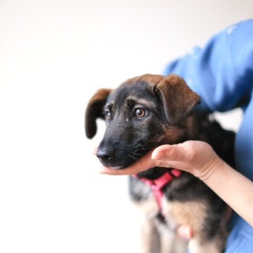 Собаки в добрые руки - Николь - 4