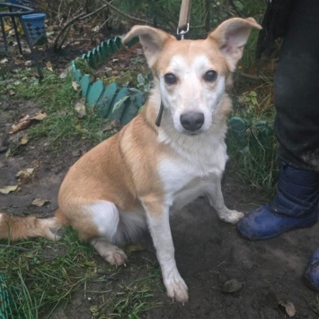 Собаки в добрые руки - Злата