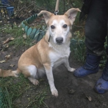 Собаки в добрые руки - Злата