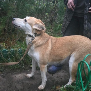 Собаки в добрые руки - Злата - 1