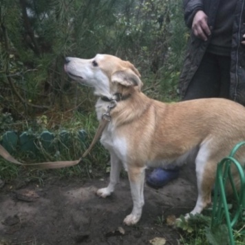 Собаки в добрые руки - Злата - 1