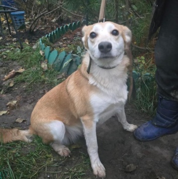 Собаки в добрые руки - Злата - 2