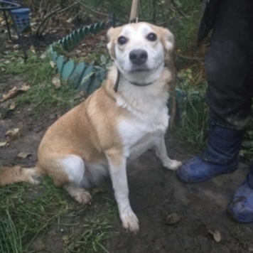 Собаки в добрые руки - Злата - 2