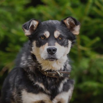 Собаки в добрые руки - Норд