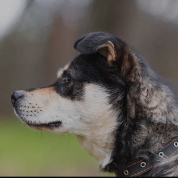 Собаки в добрые руки - Норд - 1