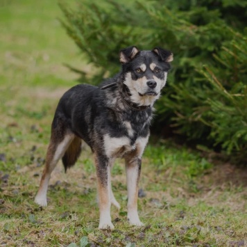 Собаки в добрые руки - Норд - 2