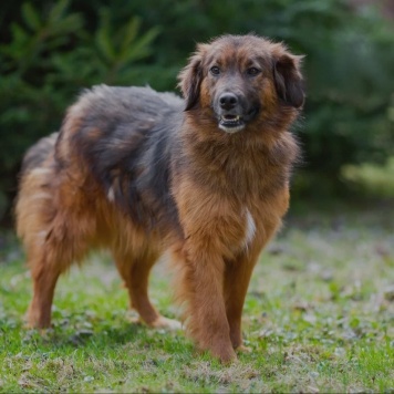 Собаки в добрые руки - Малышка