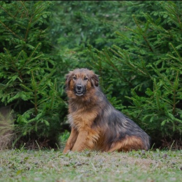 Собаки в добрые руки - Малышка - 1