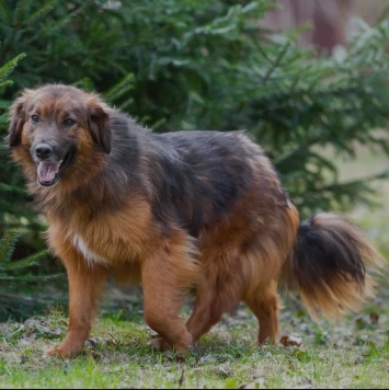 Собаки в добрые руки - Малышка - 2