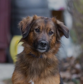 Собаки в добрые руки - Малышка - 3