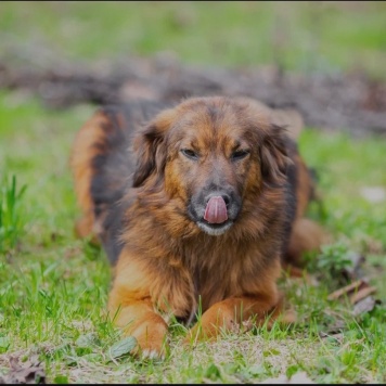 Собаки в добрые руки - Малышка - 4