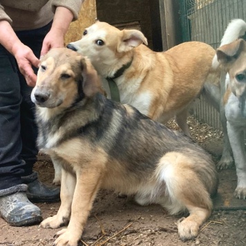 Туз - Собаки в добрые руки