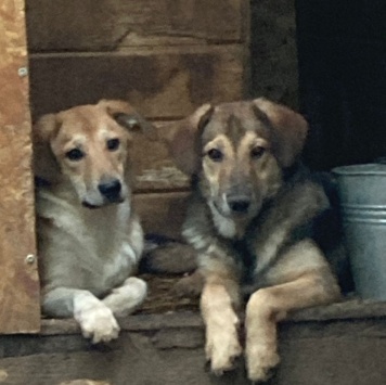 Собаки в добрые руки - Туз - 1