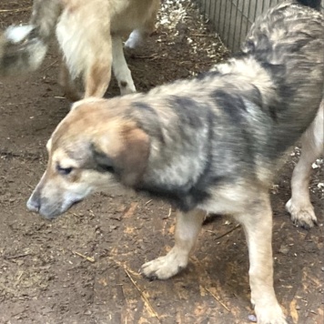 Собаки в добрые руки - Туз - 3