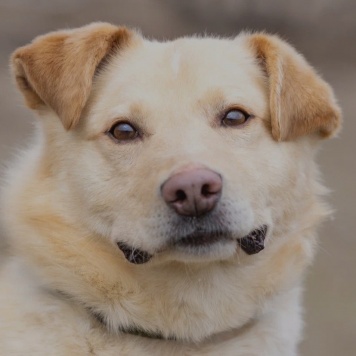 Собаки в добрые руки - Грей