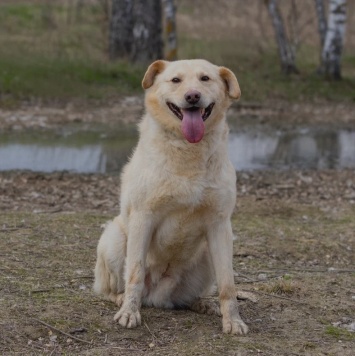 Собаки в добрые руки - Грей - 1